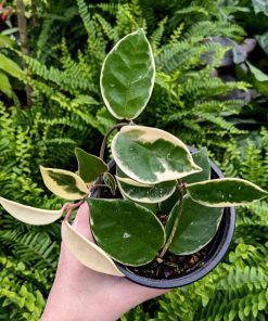 Hoya Krimson Queen