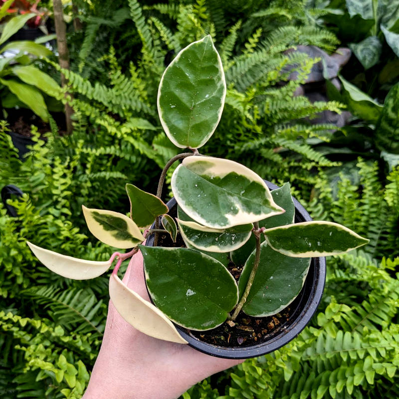 Hoya Krimson Queen