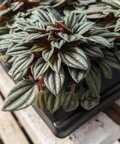 Peperomia San Marino