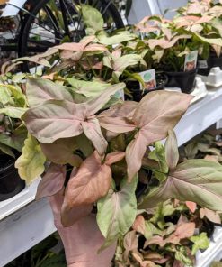 Syngonium Pink Perfection