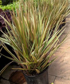 Dracaena Bicolor