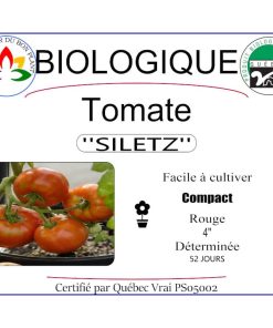 Plant de tomate Siletz