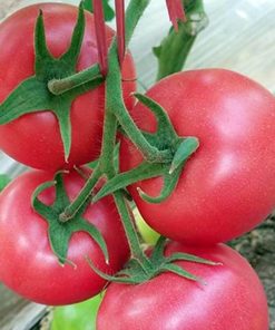 Plant de tomate jaune bio